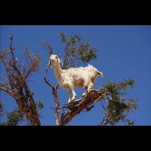 Meet your Posher, Goat